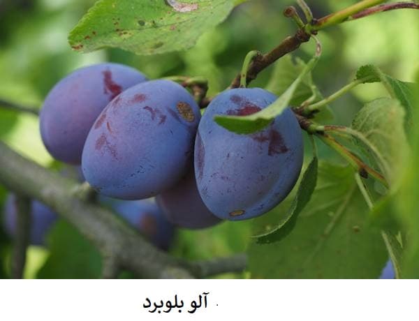 آلو بلوبرد